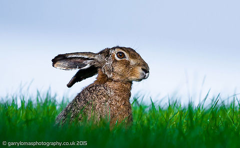 Brown Hare Brown Hares have very long black-tipped ears; large, long, powerful hind legs. Much redder than the mountain hare, and with a black-topped tail. Yellow flecking to the fur, more so than grey-brown rabbits. Larger than rabbits. European hare,Geotagged,Lepus europaeus,Spring,United Kingdom,brown hare,common hare,european hare,hare
