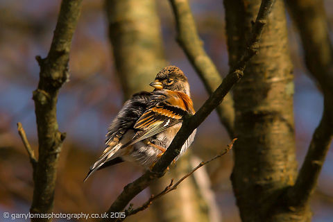 Brambling Winter visitor to the UK, i took this photo at the foot of Mam Tor in the Peak District. Brambling,Fringilla montifringilla,Geotagged,United Kingdom,Winter