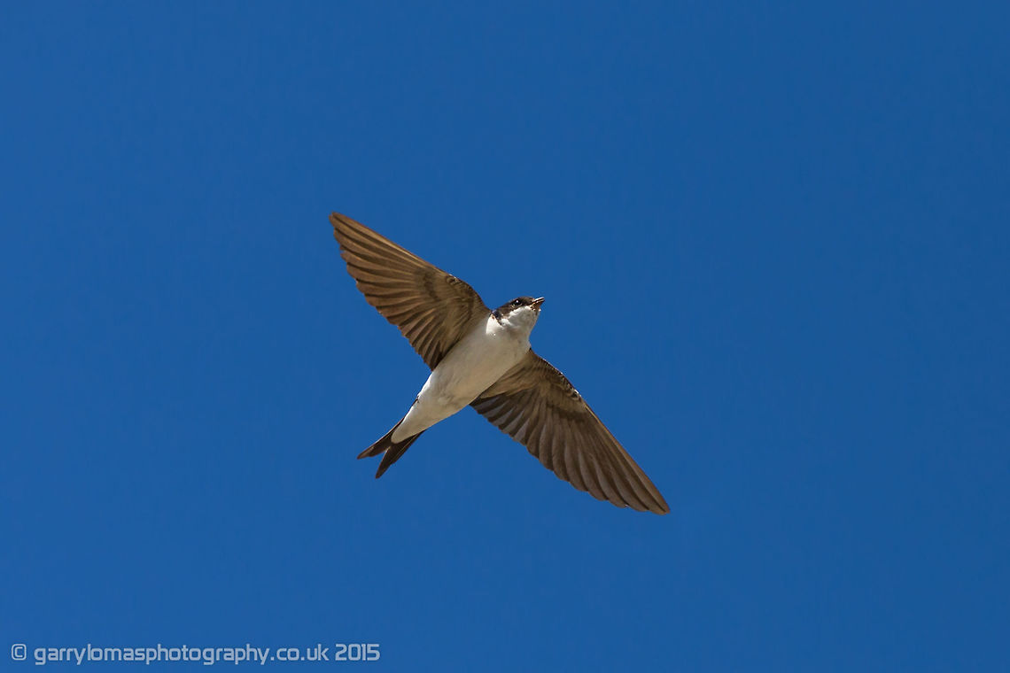 Common house martin One of my favourite birds.  Taken summer 2014 on the farm where i live in Disley, England. Common House Martin,Delichon urbicum,Geotagged,Summer,United Kingdom,bird,common house martin,house martin,passerine