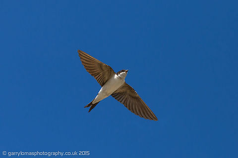 Common house martin One of my favourite birds.  Taken summer 2014 on the farm where i live in Disley, England. Common House Martin,Delichon urbicum,Geotagged,Summer,United Kingdom,bird,common house martin,house martin,passerine