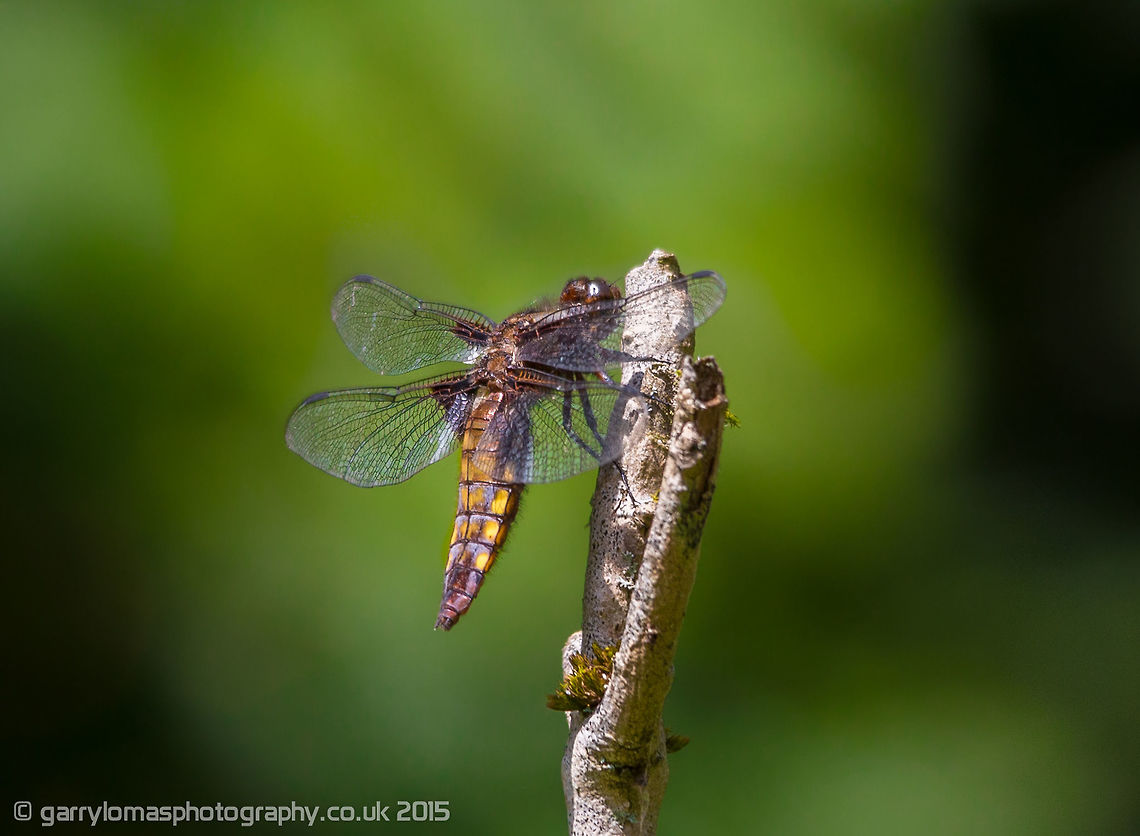 Female Broad-bodied Chaser (Libellula depressa) The Broad-bodied Chasers are an amber yellow colour.  The female has a shorter and broader body than the male. Young males can be confused with females as the yellow shows before it turns to a powder blue colour. Broad-bodied Chaser,Geotagged,Libellula depressa,Summer,United Kingdom,dragonfly