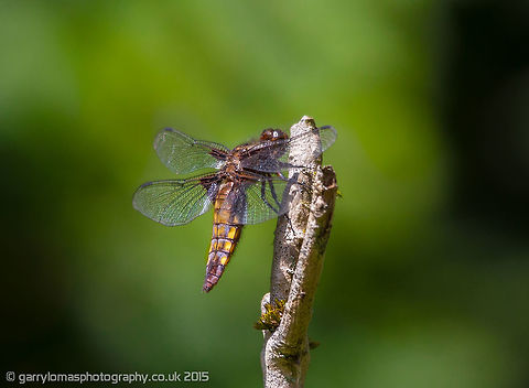 Female Broad-bodied Chaser (Libellula depressa) The Broad-bodied Chasers are an amber yellow colour.  The female has a shorter and broader body than the male. Young males can be confused with females as the yellow shows before it turns to a powder blue colour. Broad-bodied Chaser,Geotagged,Libellula depressa,Summer,United Kingdom,dragonfly