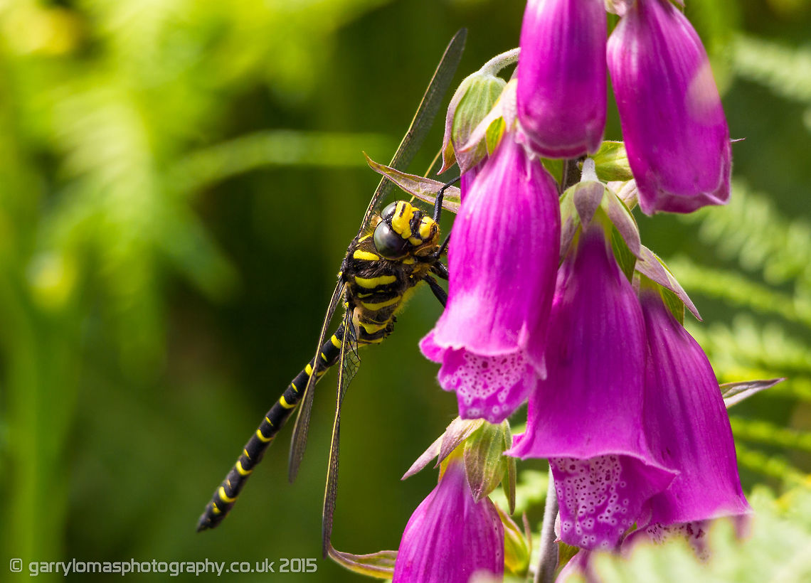 Golden-ringed dragonfly (Cordulegaster boltonii) The Golden-ringed dragonfly is a large, striking dragonfly and the longest British species, the only one of its genus to be found in the United Kingdom.  Resting on a foxglove taken near Coniston water in the Lake District, England. Cordulegaster boltonii,England,Geotagged,Golden-ringed Dragonfly,Summer,United Kingdom,dragonfly,golden-ringed dragonfly
