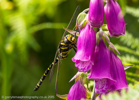 Golden-ringed dragonfly (Cordulegaster boltonii) The Golden-ringed dragonfly is a large, striking dragonfly and the longest British species, the only one of its genus to be found in the United Kingdom.  Resting on a foxglove taken near Coniston water in the Lake District, England. Cordulegaster boltonii,England,Geotagged,Golden-ringed Dragonfly,Summer,United Kingdom,dragonfly,golden-ringed dragonfly