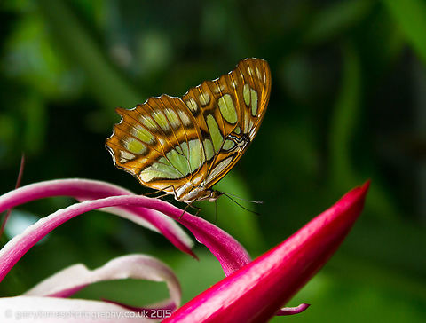 Malachite Butterfly I took this image at the Artis Zoo in Amsterdam.  Butterfly,Geotagged,Malachite,Netherlands,Siproeta stelenes,Summer