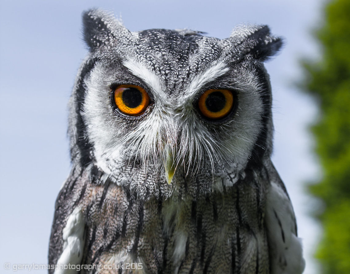 Eurasian scops owl (Otus scops) The European scops owl, also known as the Eurasian scops owl or just scops owl, is a small owl. This species is a part of the larger grouping of owls known as typical owls, Strigidae, which contains most species of owl.  I took this image at Wild Wings Birds of Prey in Worseley, Cheshire, England.  Eurasian scops owl,European scops owl,Geotagged,Otus scops,Summer,United Kingdom,owl,scops owl