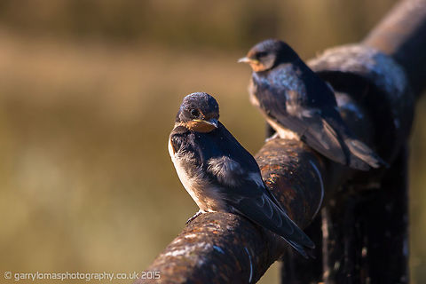 Barn Swallow (Hirundo rustica) The Barn Swallow is the most widespread species of swallow in the world. It is a distinctive passerine bird with blue upperparts, a long, deeply forked tail and curved, pointed wings. It is found in Europe, Asia, Africa and the Americas Barn swallow,Geotagged,Hirundo rustica,Summer,United Kingdom,barn swallow,passerine,swallow
