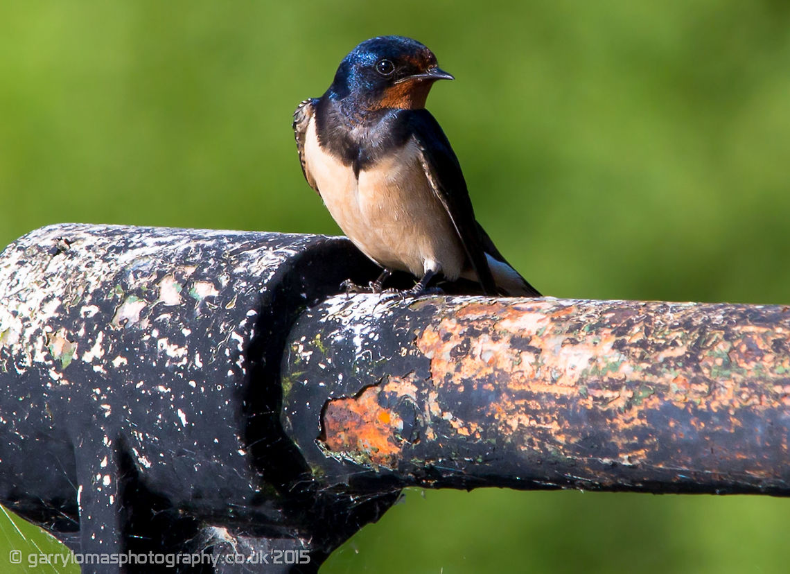 Barn Swallow (Hirundo rustica) The Barn Swallow is the most widespread species of swallow in the world. It is a distinctive passerine bird with blue upperparts, a long, deeply forked tail and curved, pointed wings. It is found in Europe, Asia, Africa and the Americas Barn swallow,Geotagged,Hirundo rustica,Summer,United Kingdom,barn swallow,passerine,swallow