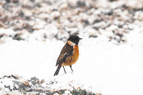 European Stonechat (Saxicola rubicola) The European Stonechat (Saxicola rubicola) is a small passerine bird that was formerly classed as a subspecies of the common stonechat. Long considered a member of the thrush family Turdidae, genetic evidence has placed it and its relatives in the Old World flycatcher family Muscicapidae. European Stonechat,Geotagged,Saxicola rubicola,Stonechat,United Kingdom,Winter,passerine