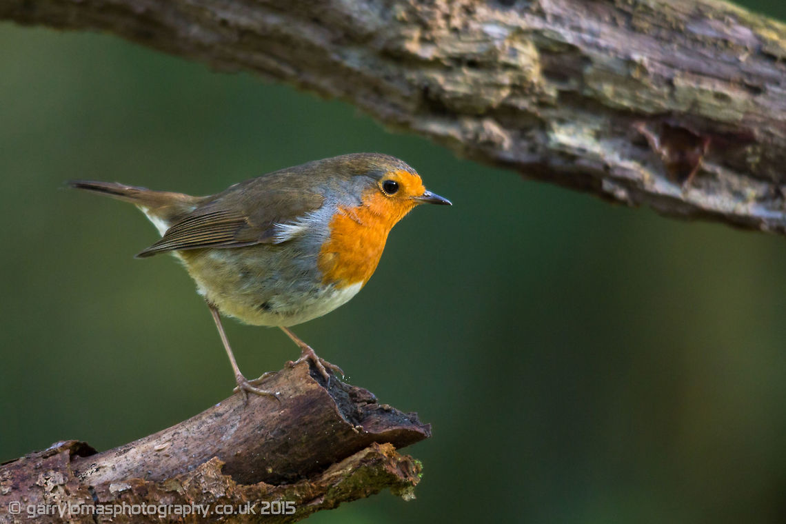 European Robin (Erithacus rubecula) Taken from  my hide in some private woodland near where i live Erithacus rubecula,European Robin,Robin,passerine