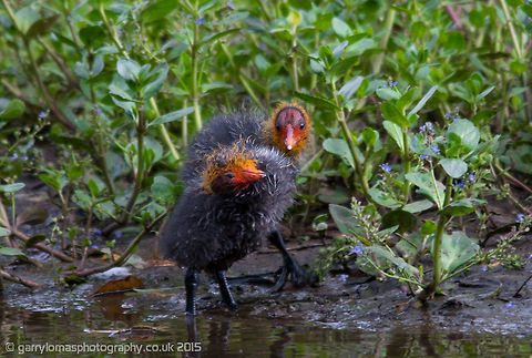 Coot chicks Coots are medium-sized water birds that are members of the Rallidae family. They constitute the genus Fulica. Coots have predominantly black plumage, and&mdash;unlike many rails&mdash;they are usually easy to see, often swimming in open water. Eurasian Coot,Fulica atra,Geotagged,Summer,United Kingdom,Water Birds,coot,coots,rallidae