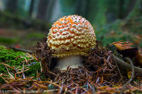 Amanita Muscaria (fly agaric) Amanita muscaria, commonly known as the fly agaric or fly amanita, is a mushroom and psychoactive basidiomycete fungus, one of many in the genus Amanita.  This one in its very early stages pushing through the earth before it opens its cap. Amanita Muscaria,Amanita muscaria,Fall,Fly agaric,Geotagged,United Kingdom,fly agaric,fungus,mushroom