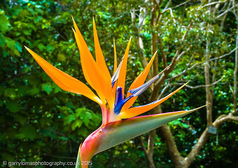 Strelitzia reginae (aka Bird of Paradise) I took this at the Kirstenbosh Botanical garden in Cape Town, South Africa. Bird of Paradise flower,Geotagged,South Africa,Spring,Strelitzia,Strelitzia reginae,bird of paradise flower,south africa