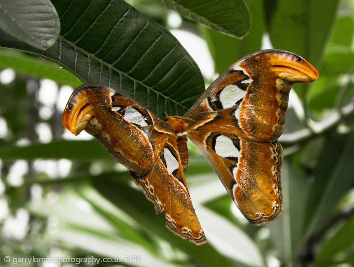 Atlas Moth (Attacus Atlas) The Atlas moth is a large saturniid moth found in the tropical and subtropical forests of Southeast Asia, and is common across the Malay archipelago.  This picture was taken at the Artis Zoo in Amsterdam. Atlas Moth,Attacus atlas,Geotagged,Netherlands,Summer,atlas moth,attacks atlas,moth