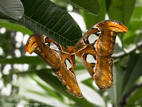 Atlas Moth (Attacus Atlas) The Atlas moth is a large saturniid moth found in the tropical and subtropical forests of Southeast Asia, and is common across the Malay archipelago.  This picture was taken at the Artis Zoo in Amsterdam. Atlas Moth,Attacus atlas,Geotagged,Netherlands,Summer,atlas moth,attacks atlas,moth