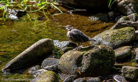 White-throated Dipper Normally seen whizzing up or down a river just like the kingfisher, although these are much harder to spot with there dark brown back. Cinclus cinclus,Geotagged,Summer,United Kingdom,White-throated Dipper,bird,dipper,river