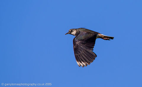 Lapwing (Vanellus vanellus) The Lapwing is very graceful and acrobatic when in flight.  It nests on the ground, very often on farmland, leaving the young vulnerable to predators and farming methods such as ploughing.  However, the Lapwing adults are very protective and go to great lengths in order to protect their young.  The always have a very loud distinct call or cry which can be heard from afar. I took this image on the farm in which i live. Geotagged,Summer,United Kingdom,farmland,flight,lapwing