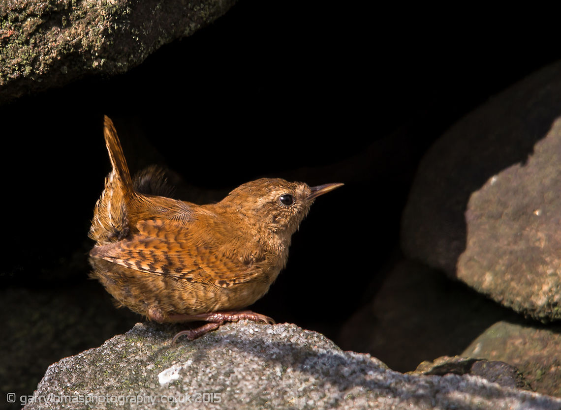Wren One the UK's smallest birds.  Its song for such a small bird is impressively loud and it almost quivers as it belts out its song which is always the same.  Due to their lack of colour and most often found in undergrowth and they very rarely stay still, makes this bird a difficult one to capture.  Therefore i was happy to have captured this shot which i took near Coombes Ridge on the dark side of the Peak District. Eurasian Wren,Geotagged,Summer,Troglodytes troglodytes,United Kingdom