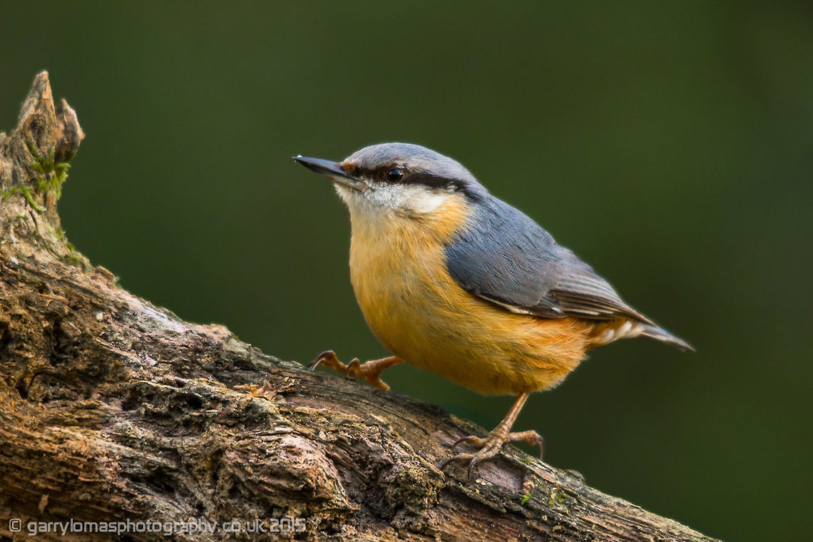Eurasian Nuthatch One of my favourites for sure.  A beautiful looking bird and a real character. Eurasian Nuthatch,Sitta europaea