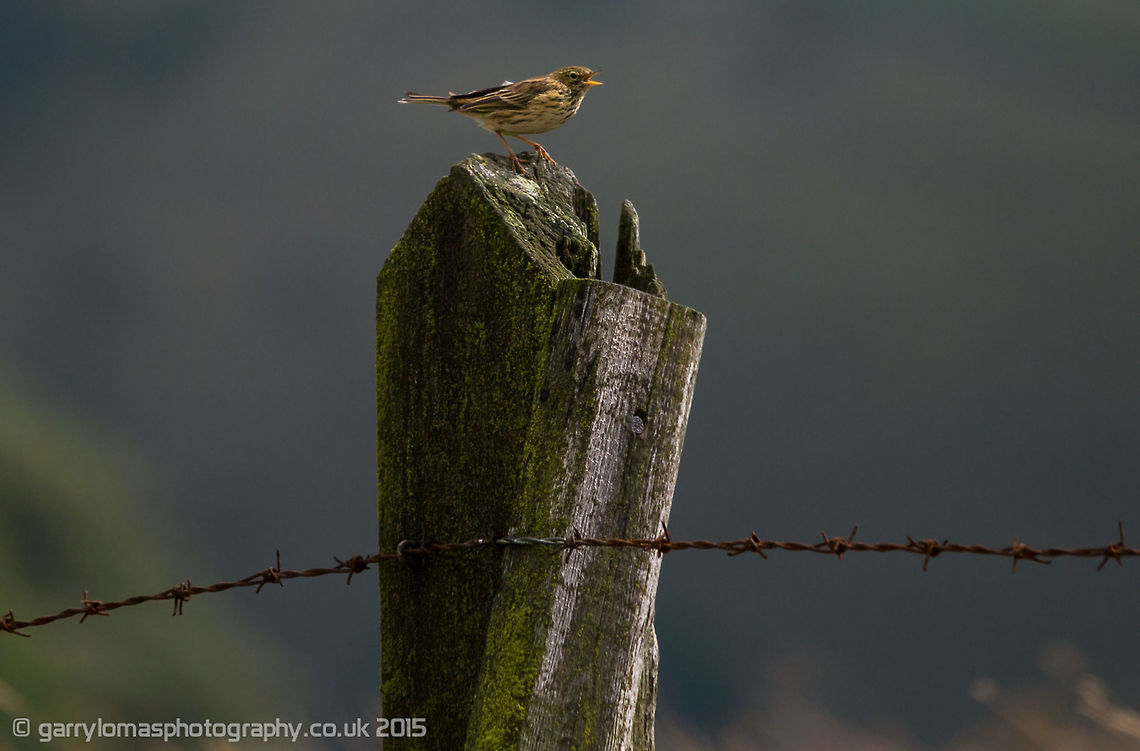 Tree Pipit  Anthus trivialis,Geotagged,Summer,Tree Pipit,United Kingdom