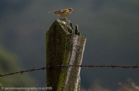 Tree Pipit  Anthus trivialis,Geotagged,Summer,Tree Pipit,United Kingdom