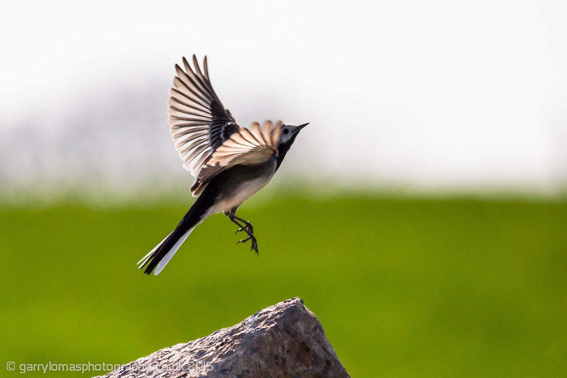Pied Wagtail About to catch a fly no doubt! Geotagged,Spring,United Kingdom,bird,passerine,pied wagtail,wagtail