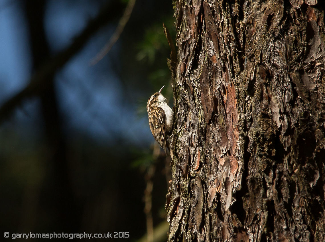 Treecreeper I never knew there was a European treecreeper &amp; the Short toed treecrepper.  European didn&#039;t come up so i have put under short toed. Certhia familiaris,Eurasian treecreeper,Geotagged,Spring,United Kingdom