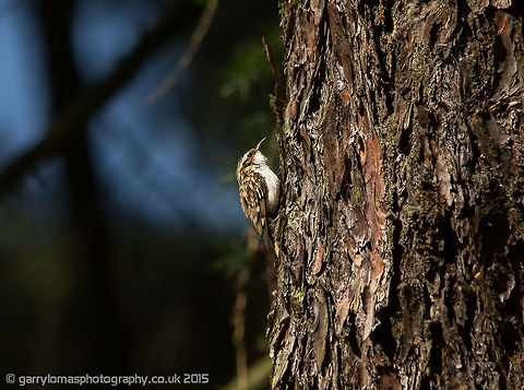 Treecreeper I never knew there was a European treecreeper & the Short toed treecrepper.  European didn't come up so i have put under short toed. Certhia familiaris,Eurasian treecreeper,Geotagged,Spring,United Kingdom