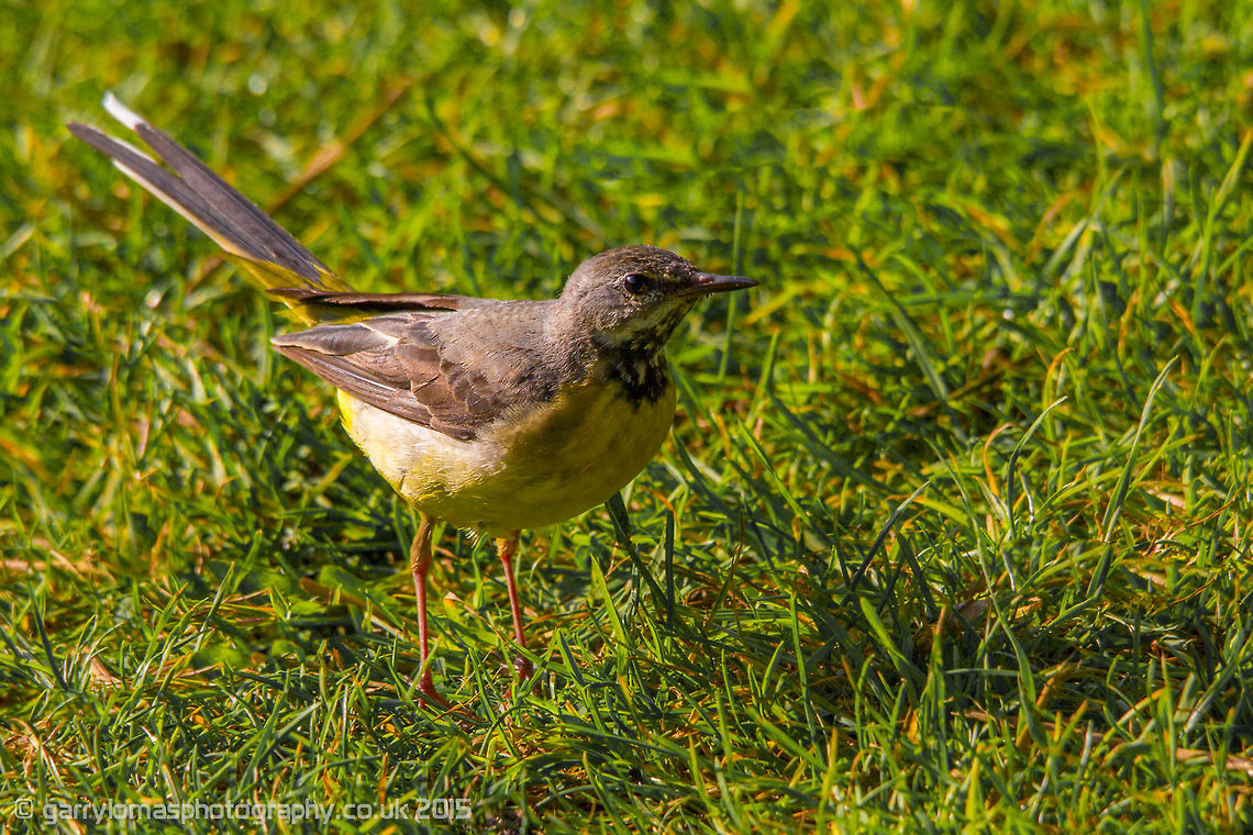 Grey wagtail A young Grey wagtail Geotagged,Grey wagtail,Motacilla cinerea,Summer,United Kingdom