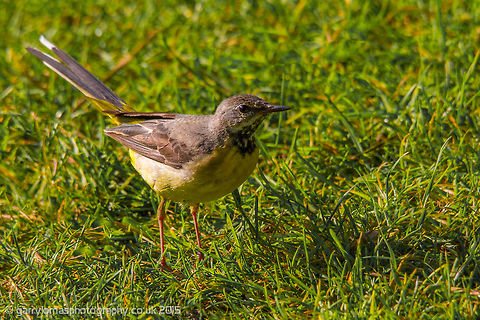 Grey wagtail A young Grey wagtail Geotagged,Grey wagtail,Motacilla cinerea,Summer,United Kingdom