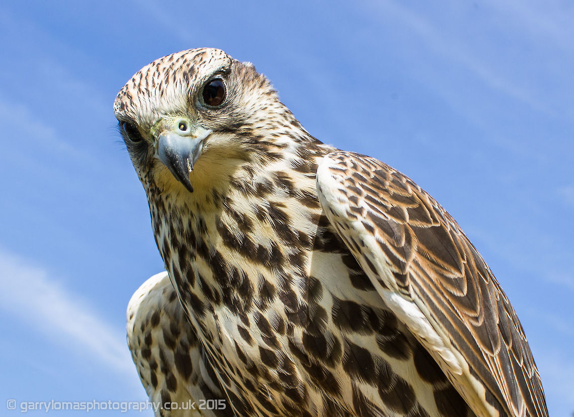 Saker Falcon This beautiful bird of prey was taken at Wild Wings Birds of Prey which is a family owned &#039;not for profit&#039; education and rehabilitation centre housing approximately 75 birds of prey. Falco cherrug,Saker Falcon