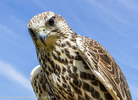 Saker Falcon This beautiful bird of prey was taken at Wild Wings Birds of Prey which is a family owned 'not for profit' education and rehabilitation centre housing approximately 75 birds of prey. Falco cherrug,Saker Falcon