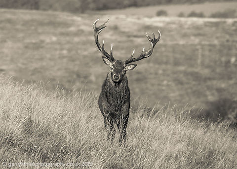 Red deer stag Red deer stag at Lyme Park, Peak District. Cervus elaphus,Fall,Geotagged,Red deer,United Kingdom