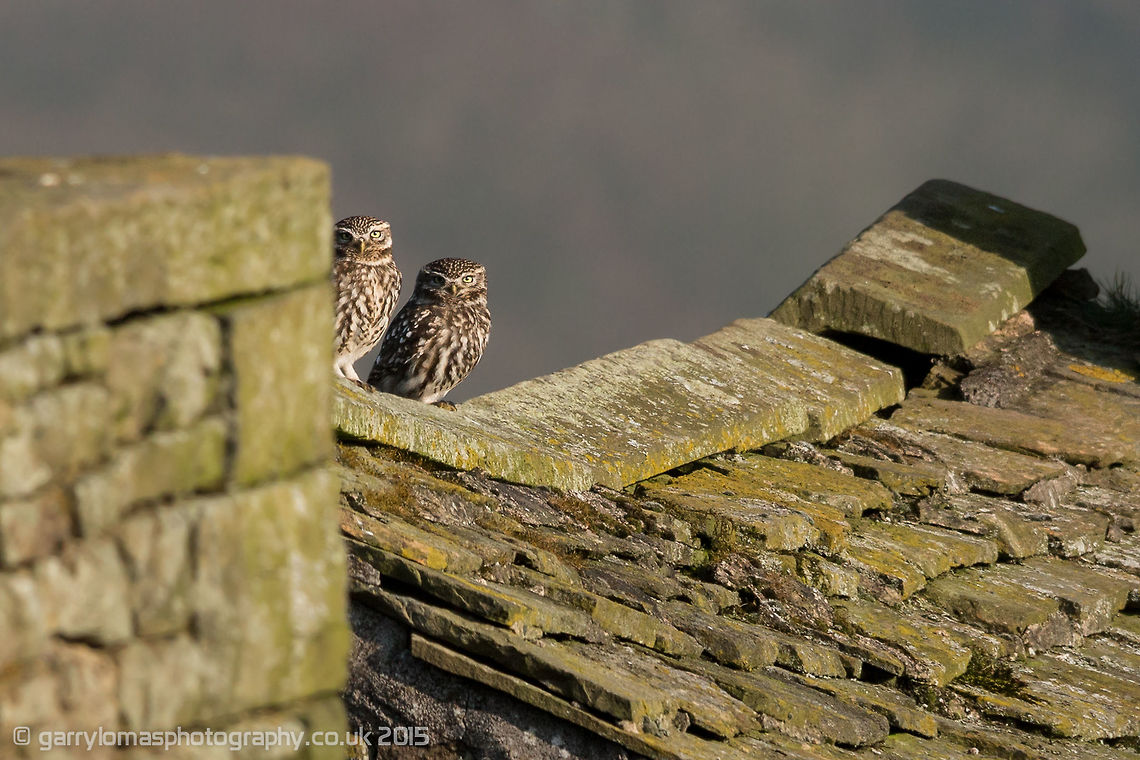 Little Owls One of my first uploads was the Little Owl.  I am really pleased to have now captured a pair together.  They should be best  soon and can&#039;t wait to see the chicks :) Athene noctua,Little  Owl