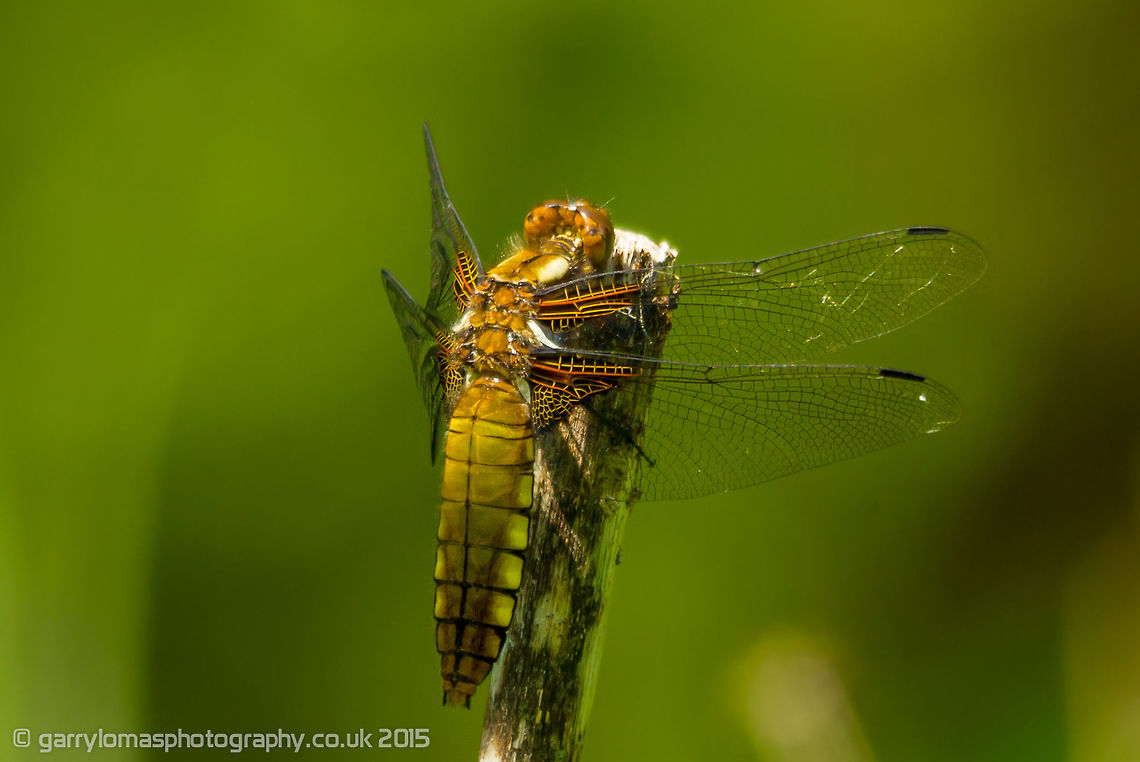 Female Broad-bodied Chaser (Libellula depressa) Th is the second of these dragonflies that i have captured.  They are one of the most common, yet is still seldom see that many and when i do they rarely land or stick around long enough to get a good capture. Geotagged,Spring,United Kingdom
