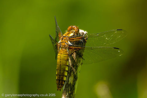 Female Broad-bodied Chaser (Libellula depressa) Th is the second of these dragonflies that i have captured.  They are one of the most common, yet is still seldom see that many and when i do they rarely land or stick around long enough to get a good capture. Geotagged,Spring,United Kingdom
