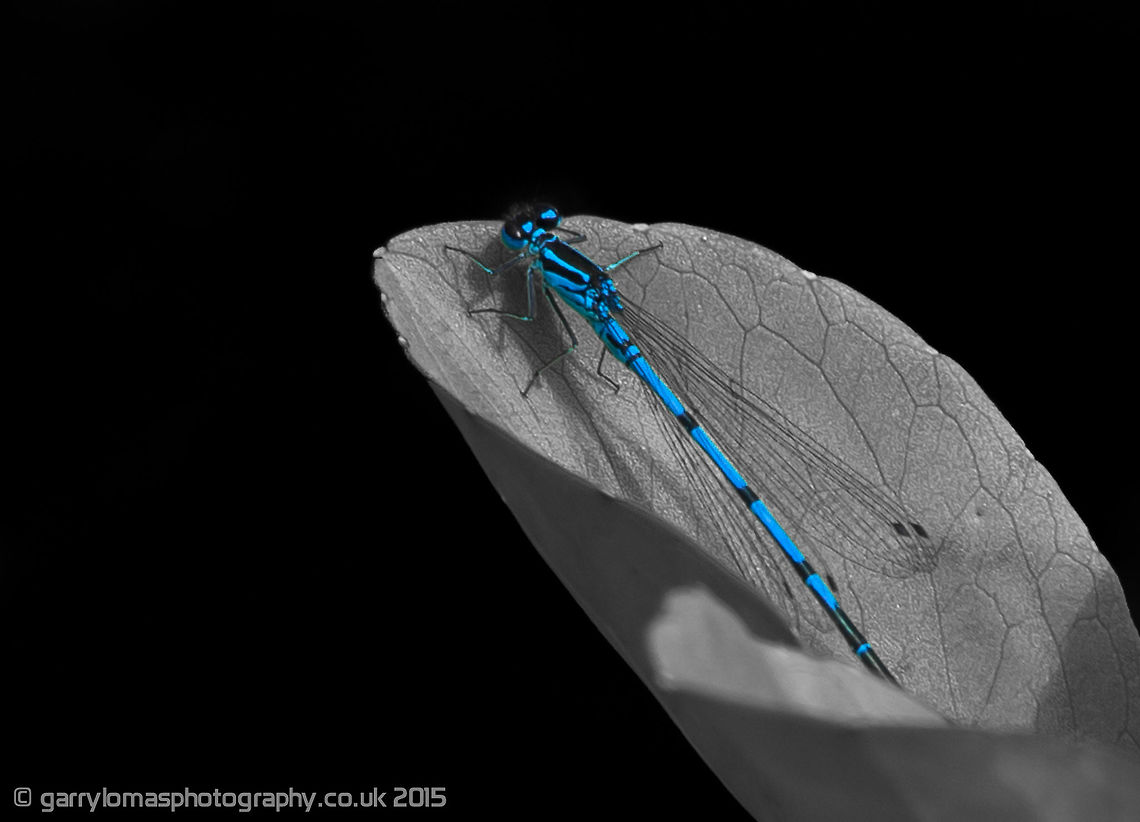 Azure damselfly This shot had an uninteresting background, so i decided to colour pop this beautiful Azure damselfly. Azure Damselfly,Coenagrion puella,Common blue damselfly,Enallagma cyathigerum,Geotagged,Summer,United Kingdom