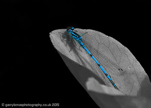 Azure damselfly This shot had an uninteresting background, so i decided to colour pop this beautiful Azure damselfly. Azure Damselfly,Coenagrion puella,Common blue damselfly,Enallagma cyathigerum,Geotagged,Summer,United Kingdom