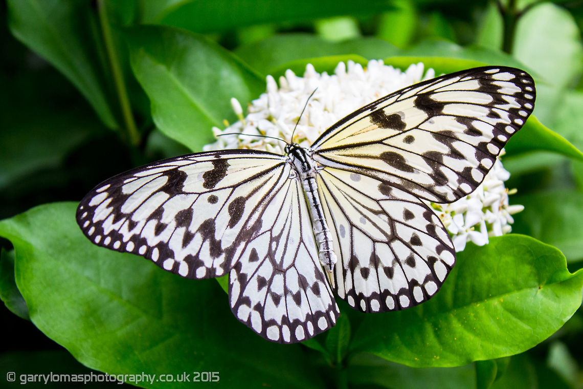 Paper Kite butterfly (Idea leuconoe)  Geotagged,Idea leuconoe,Netherlands,Paper Kite,Summer