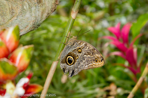 Giant Owl Butterfly  Caligo memnon,Geotagged,Giant Owl,Netherlands,Summer