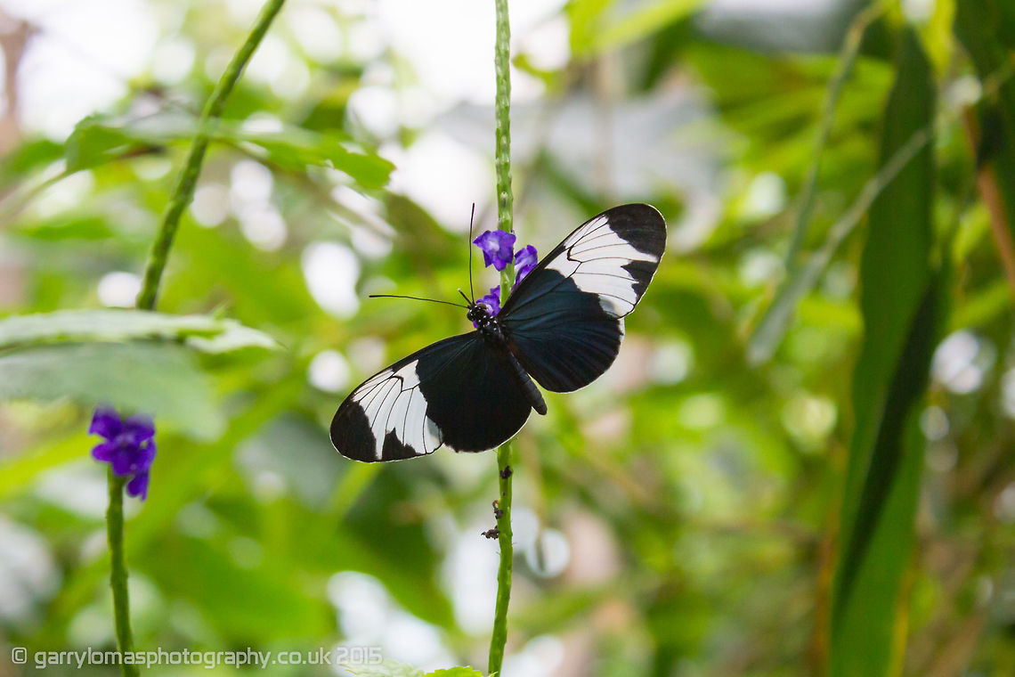 Sapho Longwing Butterfly (Heliconius sapho)  Geotagged,Heliconius sapho,Netherlands,Summer