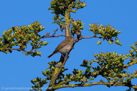 Chiff Chaff  Common Chiffchaff,Geotagged,Phylloscopus collybita,Summer,United Kingdom