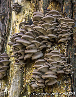 Oyster Mushrooms  Geotagged,Oyster mushroom,Pleurotus ostreatus,United Kingdom,Winter