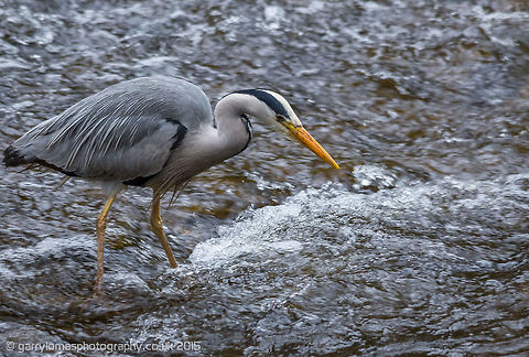 Grey Heron  Ardea cinerea,Geotagged,Grey Heron,Spring,United Kingdom