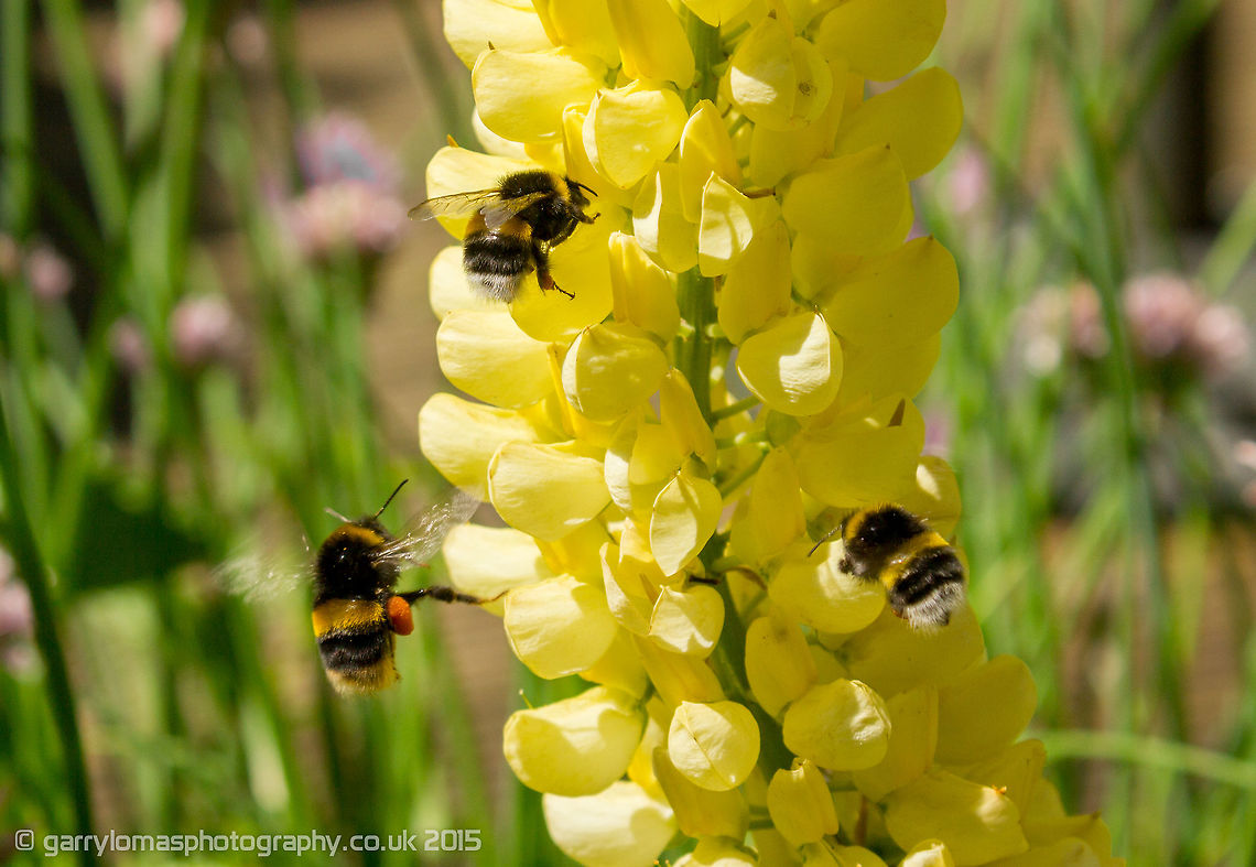 Lupinus arboreus & Bumble Bee's Bee's sure love the Lupins! Geotagged,Lupinus arboreus,Spring,United Kingdom