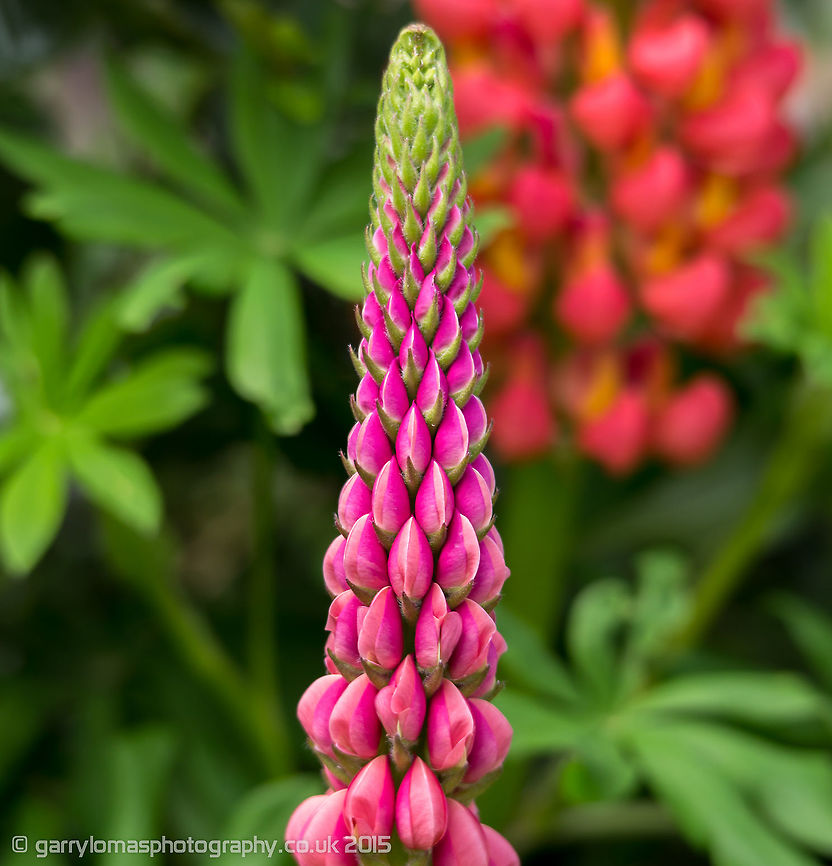 Pink Lupin (Russell Lupin/Pink Paradise) There appears to be a few names for this Lupin.   Bigleaf Lupine,Geotagged,Lupinus polyphyllus,Spring,United Kingdom,fibonacci sequence