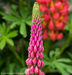 Pink Lupin (Russell Lupin/Pink Paradise) There appears to be a few names for this Lupin.   Bigleaf Lupine,Geotagged,Lupinus polyphyllus,Spring,United Kingdom,fibonacci sequence