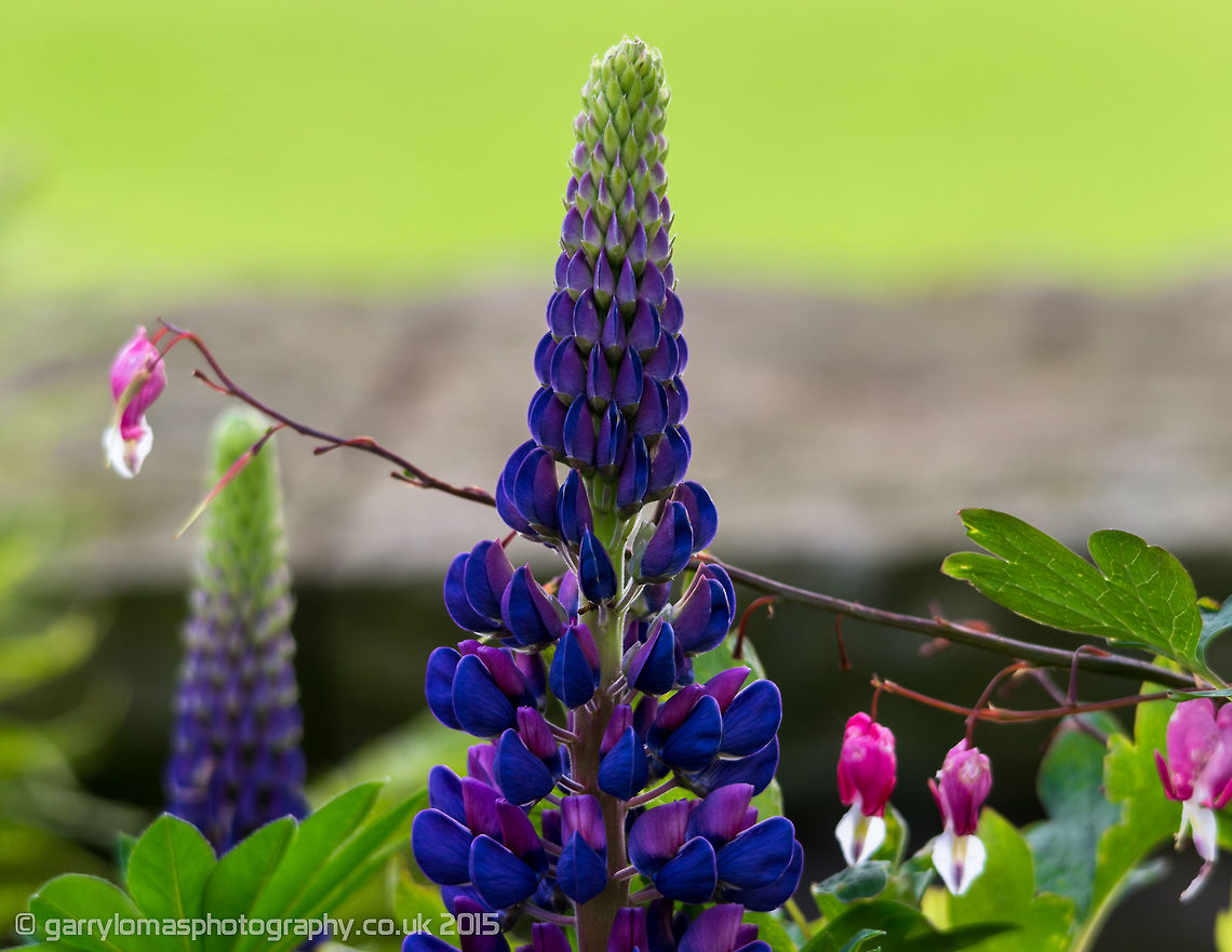 Purple Lupin & Bleeding Heart I think the Lupin, particularly in its early stages of flowering is an excellent example of the Fibonacci sequence. Bigleaf Lupine,Geotagged,Lamprocapnos spectabilis,Lupinus polyphyllus,Spring,United Kingdom,bleeding heart,lupin,purple lupin