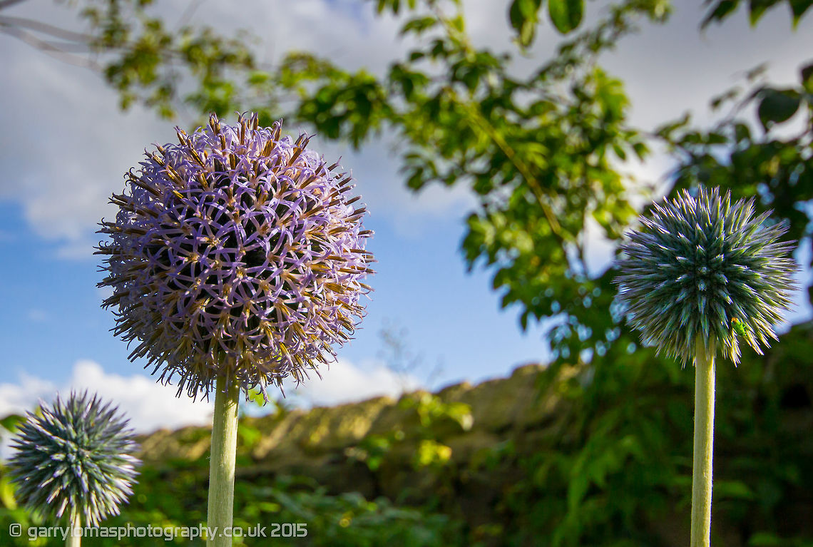 The Echinops bannaticus Another fine example of the Fibonacci sequence. Echinops bannaticus,Geotagged,Summer,United Kingdom