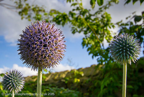The Echinops bannaticus Another fine example of the Fibonacci sequence. Echinops bannaticus,Geotagged,Summer,United Kingdom